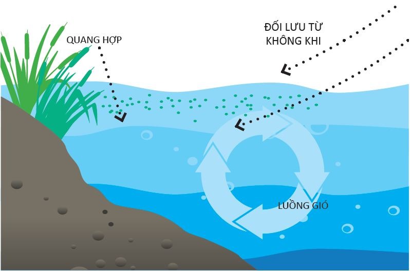 Nhiệt độ ảnh hưởng đến nồng độ oxy hòa tan trong nước